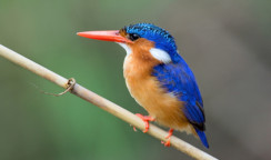 Malachite Kingfisher