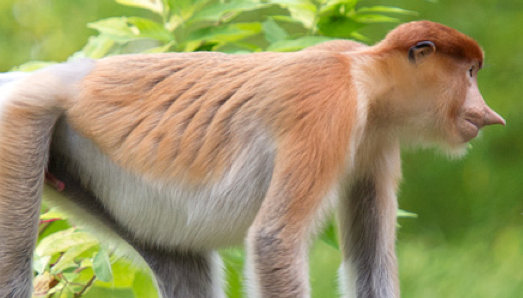 Apenheul zoo sends surviving Proboscis monkey back home