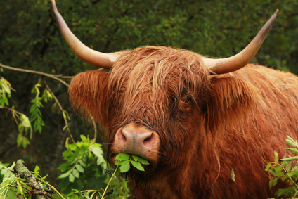 Highland cow