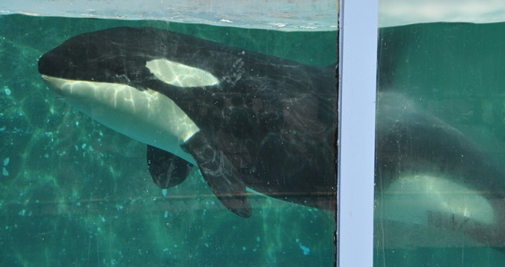 Peta sounds the alarm about Morgan the Dutch orca