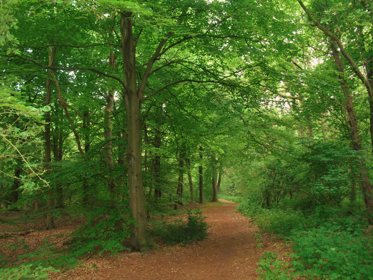 Dutch are planting the wrong kind of tree, say ecologists - DutchNews.nl