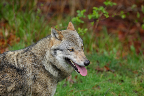 At least 16 wolf cubs born in Holland this year