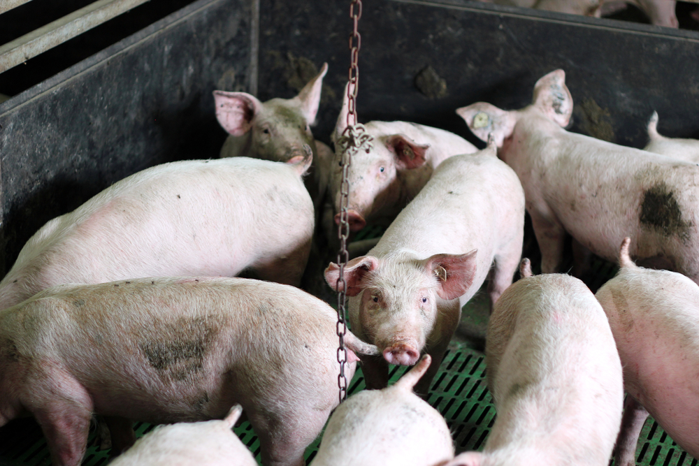 Some of the hog and poultry farmers mistakenly listed as contaminated: RIVM