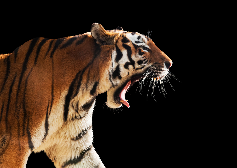 Tiger Tiger Burning Brightin The Forests Of Kazakhstan Dutchnewsnl