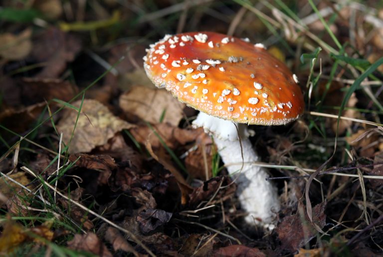 At Least 28 People Become Ill After Eating Poisonous Mushrooms 