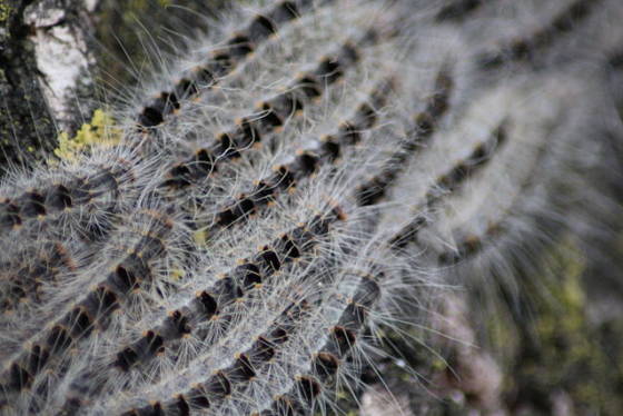 oak processionary caterpillar