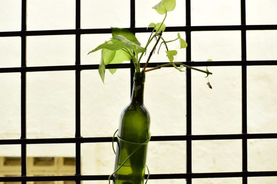 Plant in wine bottle in office setting