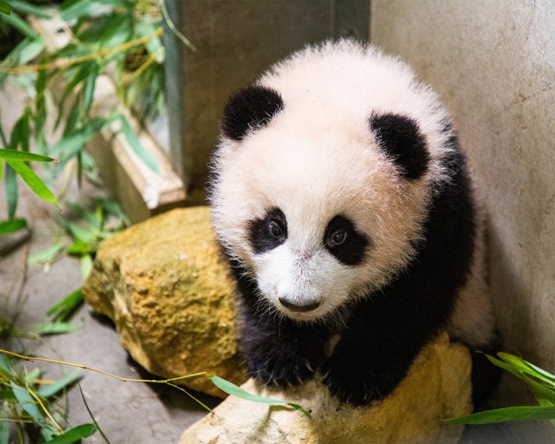 800px x 640px - It's a boy, says zoo as giant panda's sex is revealed six months on -  DutchNews.nl