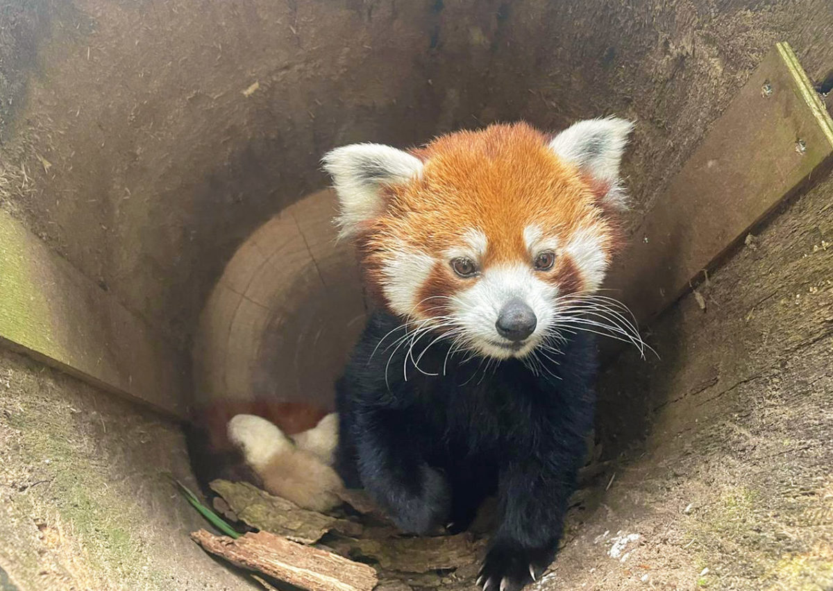 Double dose of cuteness as twin red pandas are born at Amersfoort zoo ...