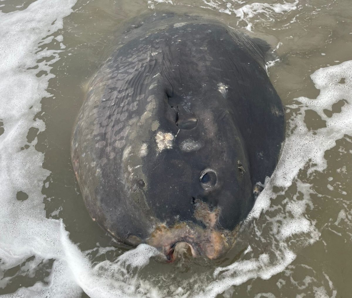 Massive dead sunfish washes up on Ameland shore - DutchNews.nl