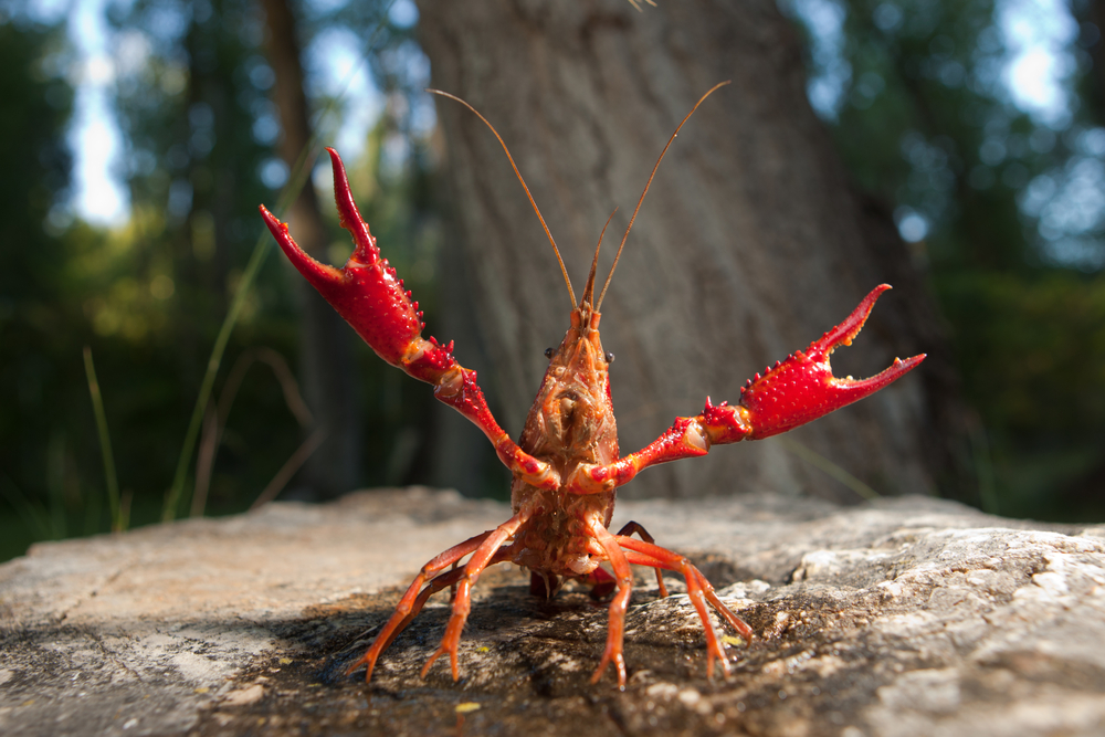 American crayfish occupy Crimpenner Ward, ‘urgent action needed’