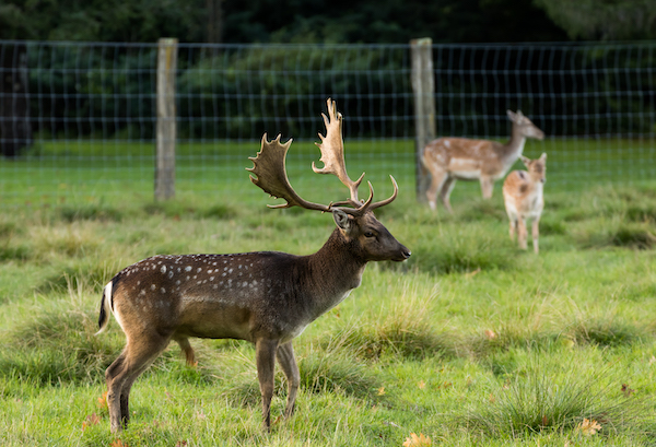 New animal welfare list may put an end to deer parks - DutchNews.nl