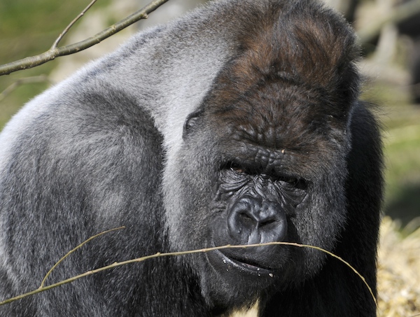 Gorilla Boquito dies after escaping and attacking woman in 2007