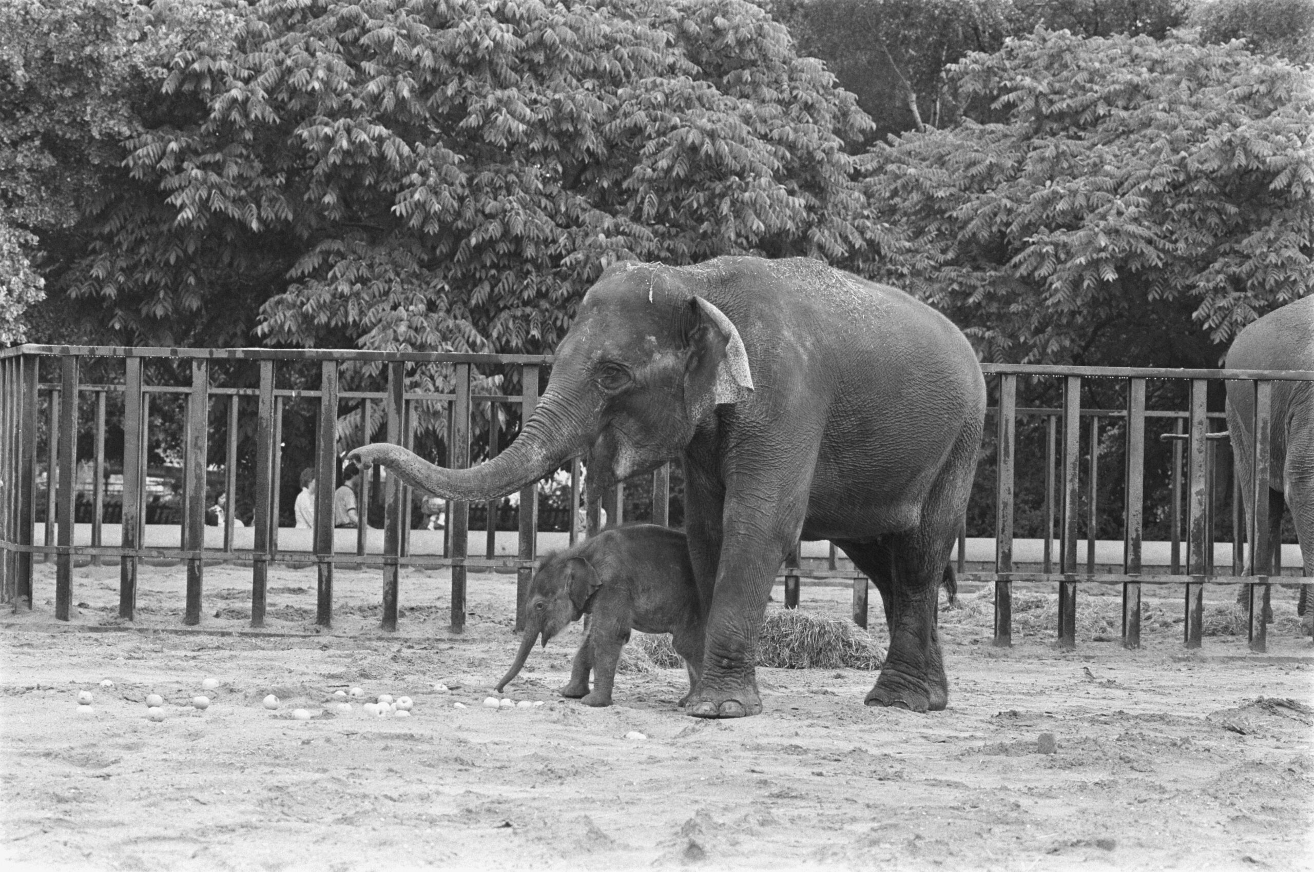 Netherlands' oldest elephant, Irma, dies in Blijdorp aged 53