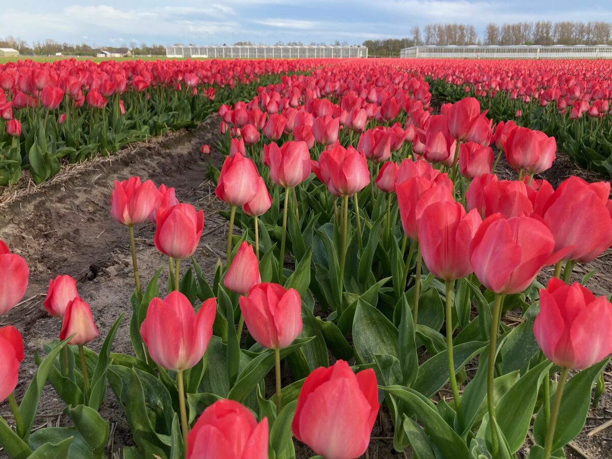 Inburgering with Dutch News: key facts about tulips - DutchNews.nl