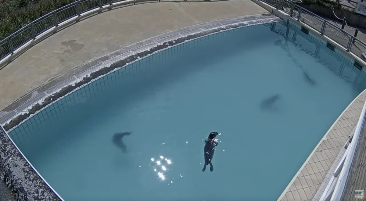 Dutch seal rescue centre webcam is big in Japan