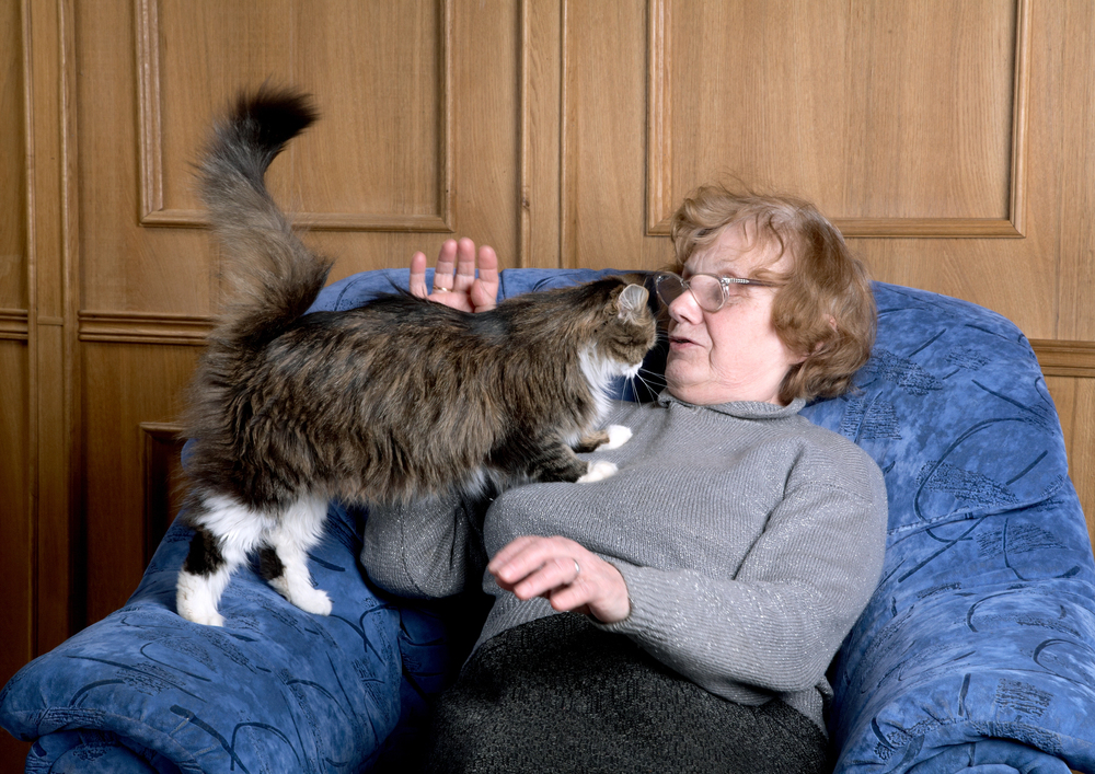 Vanaf 2026 moeten alle Nederlandse huiskatten gechipt zijn