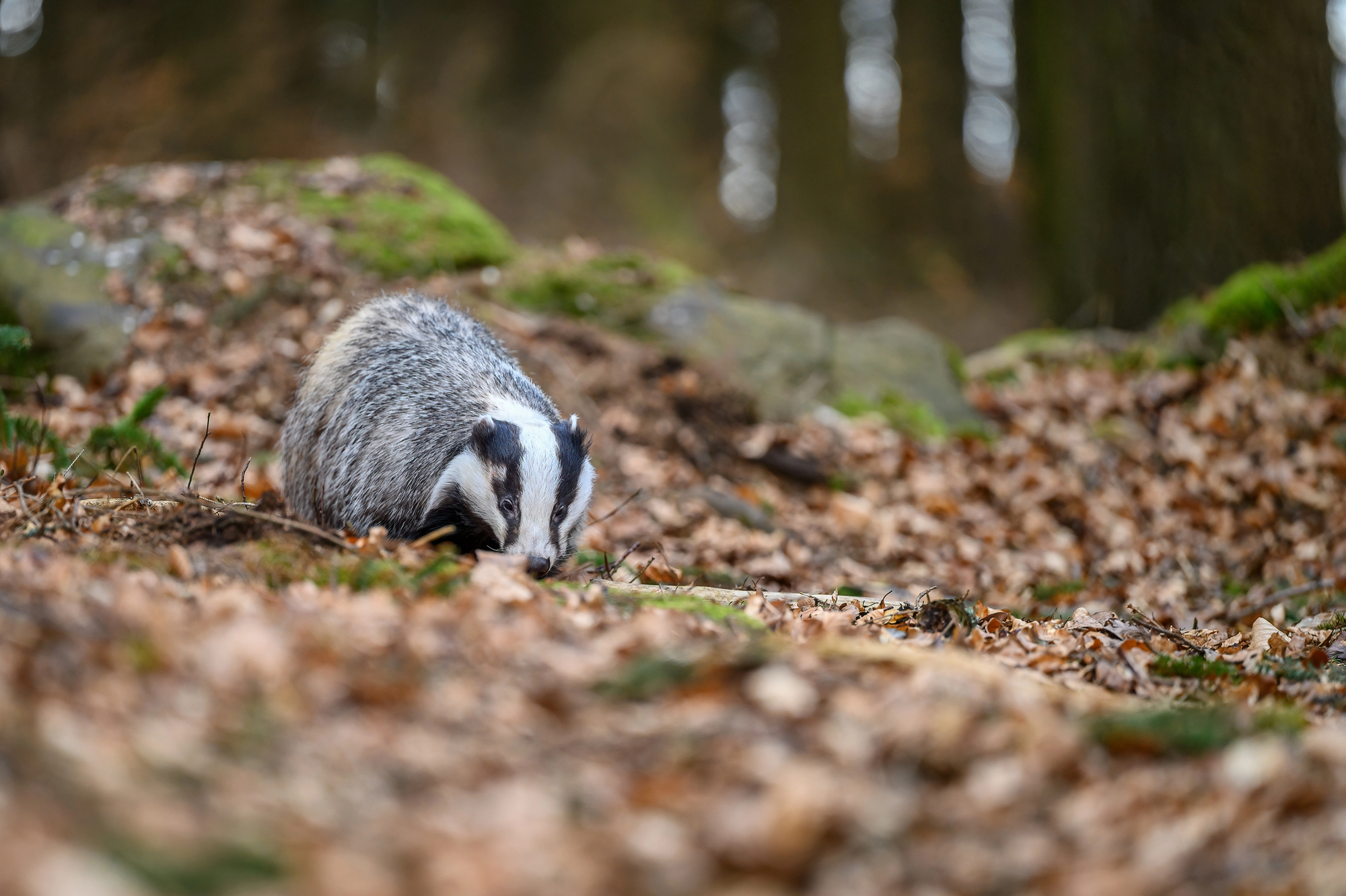 Dutch News podcast: The Badger Distinction Edition