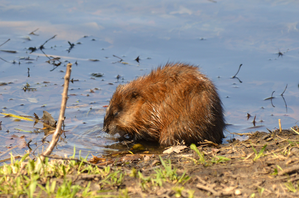 Water boards combat tunneling muskrats and beaver rats